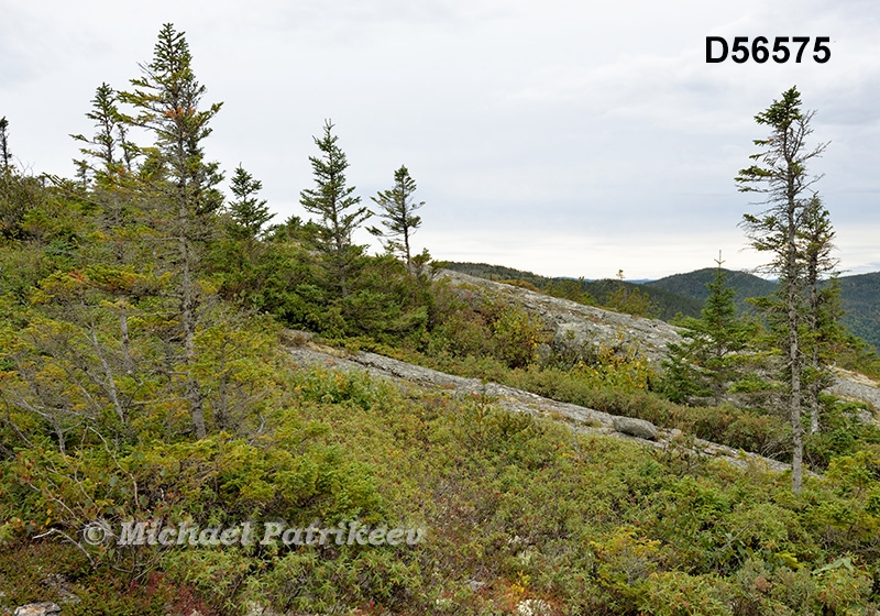 Eastern Canadian Boreal Forests